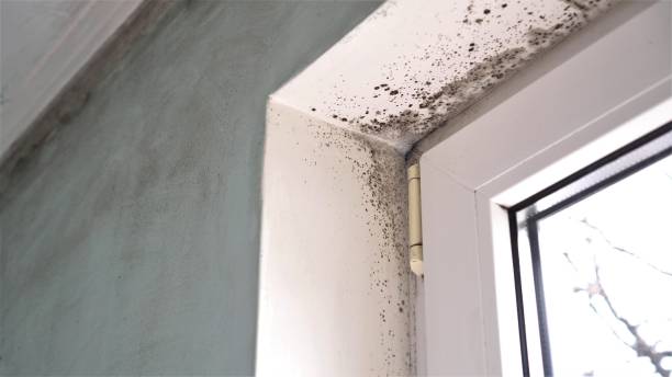 Professional Mold Removal in Utqiagvik, AK