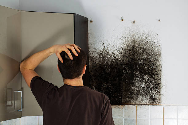 Best Affordable Mold Removal  in Utqiagvik, AK